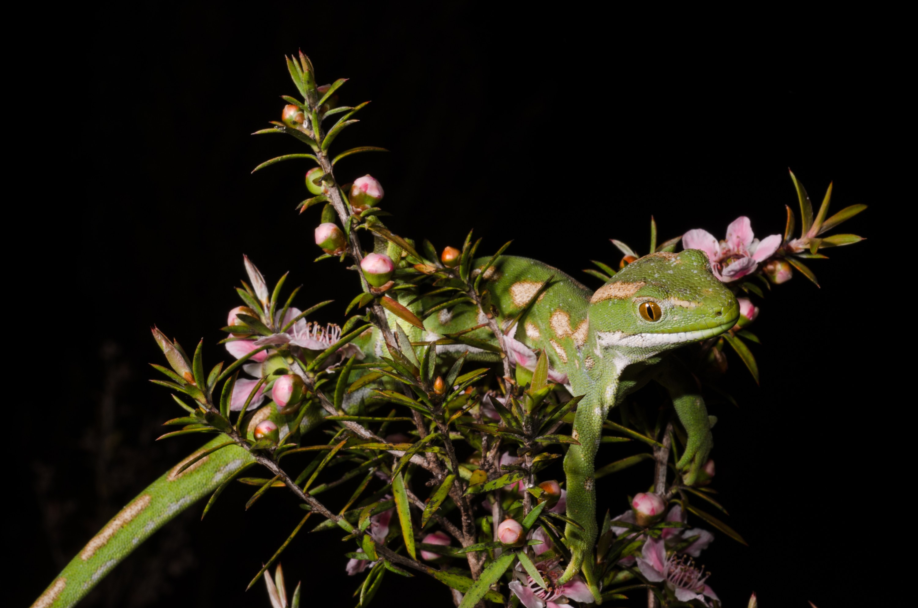 DSC_2392 – Northland, green, gecko, Naultinus, grayii, lizard, far north, north, far, Crispin, reptiles, amphibians, rare, cold, blood, new, new zealand, zealand, nz